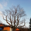 Pam�tn� jasan v De�tn�m po obvodov� redukci