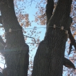 praskl� dub zaji�t�n� statickou podkladnicovou vazbou