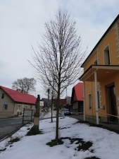 výchovný řez - před řezem