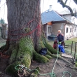 pam�tn� l�pa v Kvasin�ch